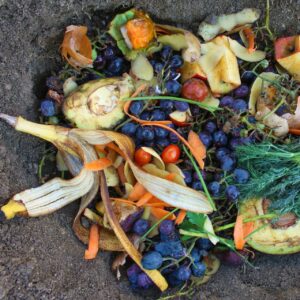 Récolte de légumes du potager - tomates et courgettes