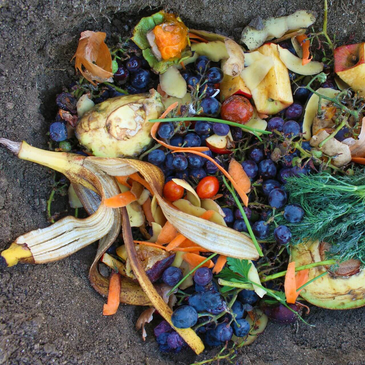 Récolte de légumes du potager - tomates et courgettes