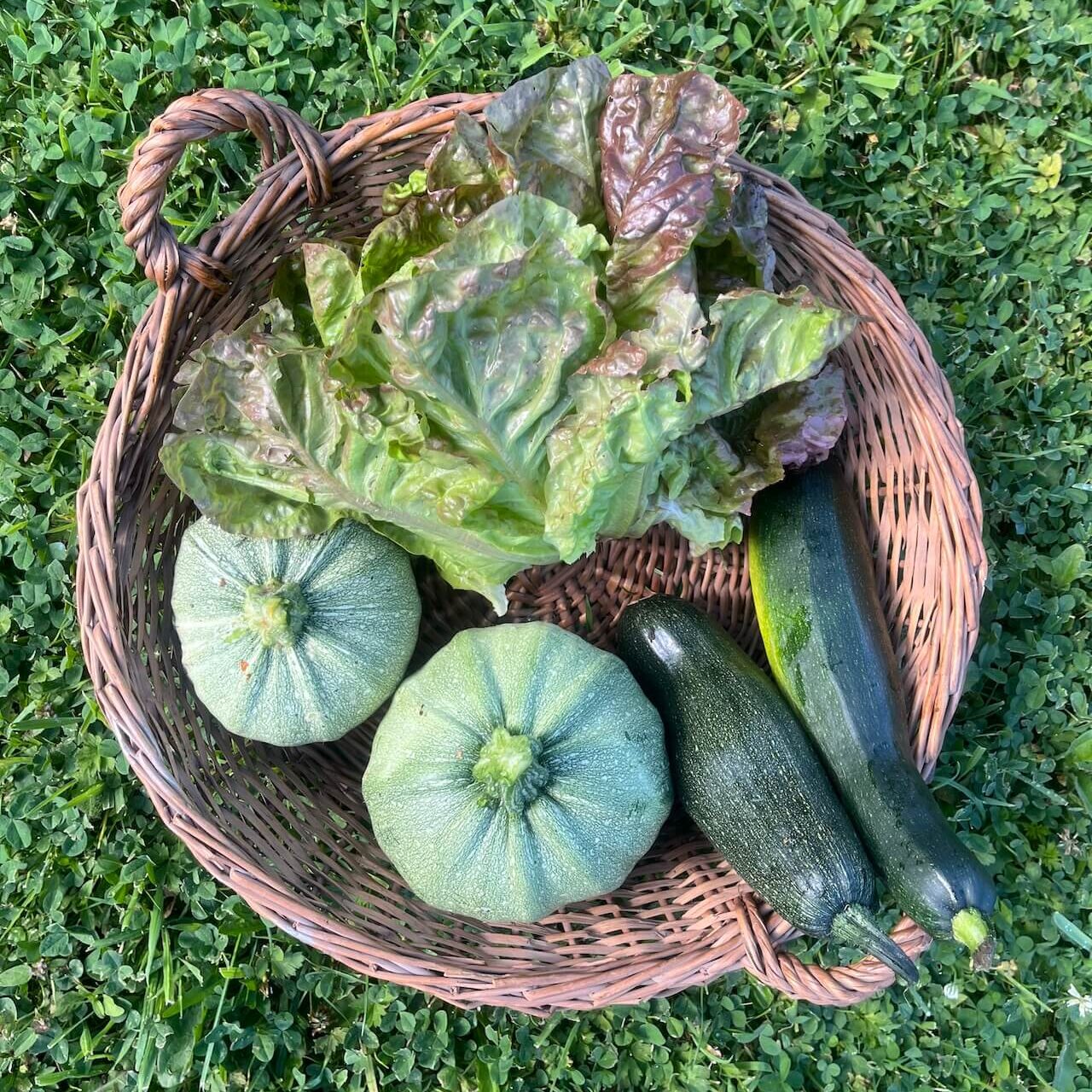Panier de légumes frais du jardin - courgettes et salade